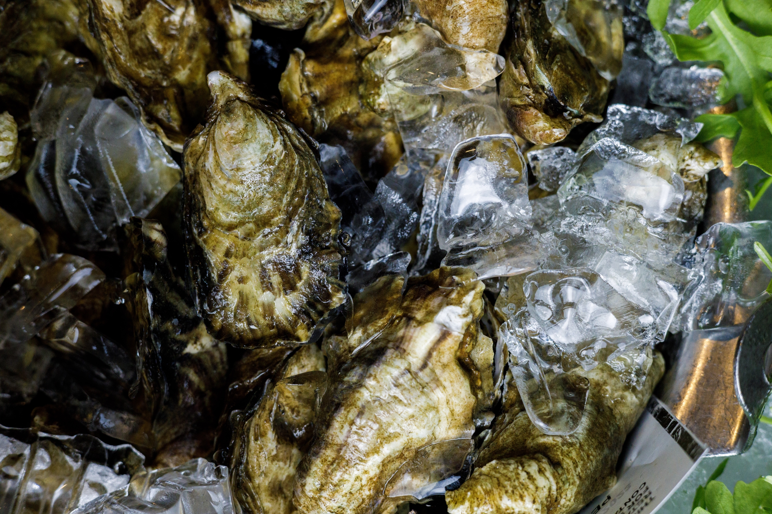 shuckers